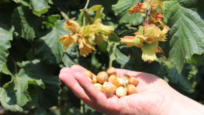 Üreticilere tarım sigortası uyarısı