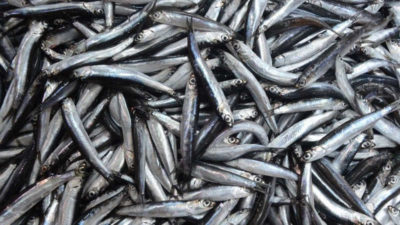 Hamsi vatanına döndü