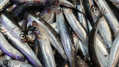Bursa’da hamsinin fiyatı ne kadar?