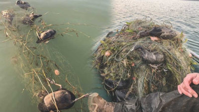 Sapanca Gölü’nde ‘hayalet ağ’ katliamı