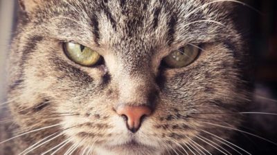 Cesetleri inceleyen araştırmacılar keşfetti! Kedilerle ilgili şaşırtan gerçek