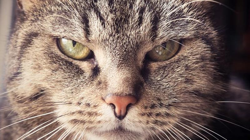 Cesetleri inceleyen araştırmacılar keşfetti! Kedilerle ilgili şaşırtan gerçek