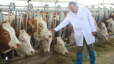 Bursa’dan Türkmenistan’a damızlık sığır