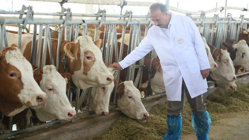 Bursa’dan Türkmenistan’a damızlık sığır