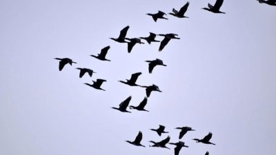 Veterinerlerden ‘ölü kuşlara dokunmayın’ uyarısı