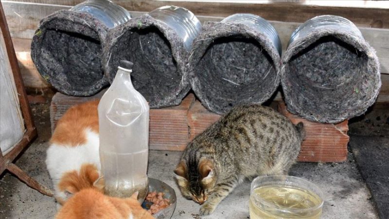 Kırıkkaleli bir hayvansever, kış günlerinde kedilerin soğuklardan etkilenmemesi için eski