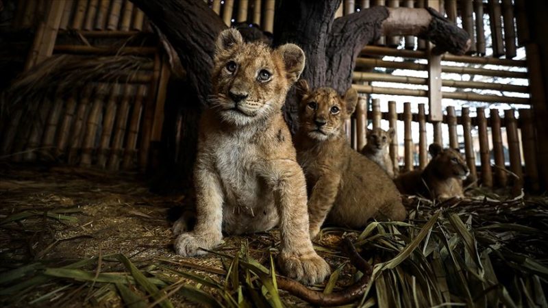 Aslan Park'ta 3,5 ay önce dünyaya gelen ve her birinin