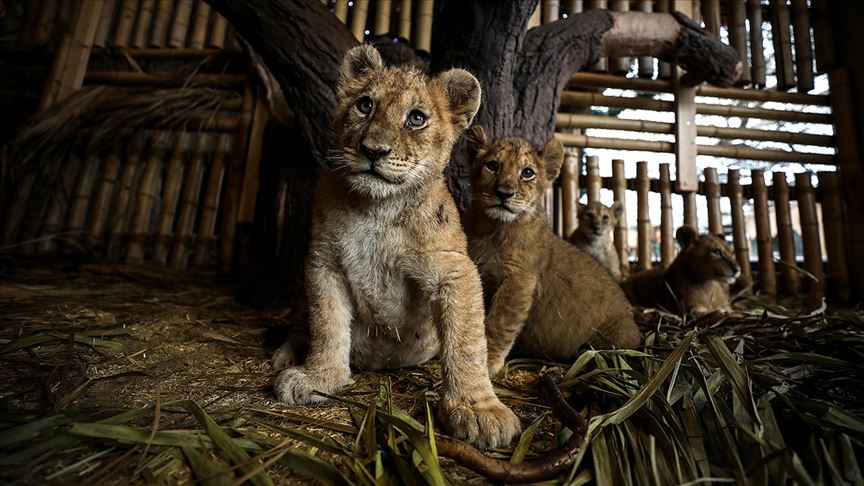 Aslan Park’ın yeni yavruları ziyaretçilerini bekliyor