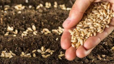 Tohumdan 135 milyon dolar gelir