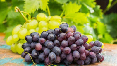 Zam şampiyonu üzüm