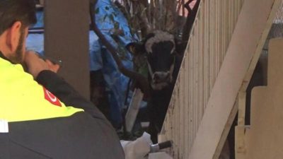 TIR’dan atladı, ilçeyi birbirine kattı