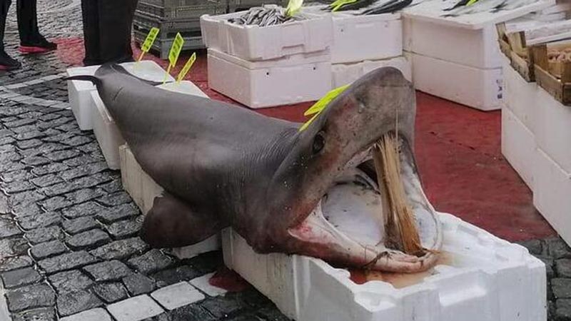 Marmara’da yakalandı! Tam 150 kilo!