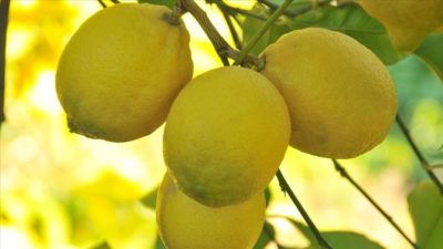 Limonda verim düştü fiyat arttı