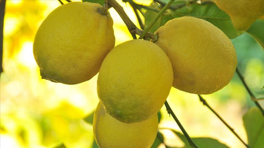 Limonda verim düştü fiyat arttı