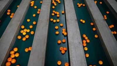 Rusya’ya en çok mandarin ihraç edildi