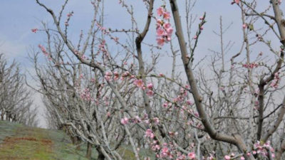 Bursa’da çiftçiyi korkutan gelişme
