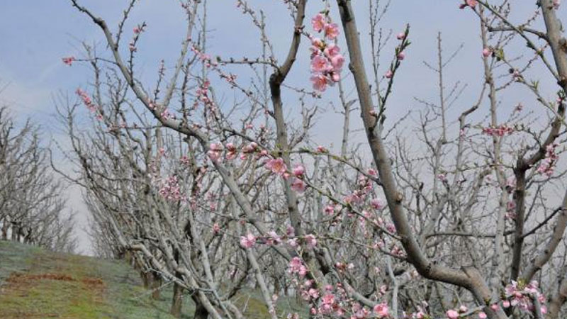 Bursa’da çiftçiyi korkutan gelişme