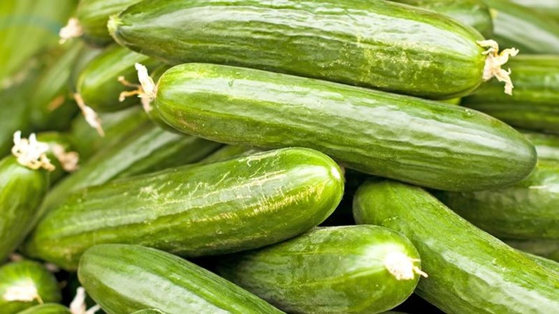 Zam şampiyonu salatalık