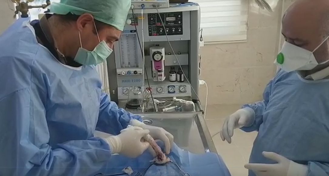 Felçli kedi sağlığına kavuşuyor