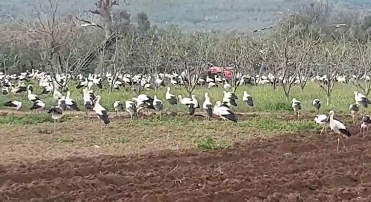 Leyleklerin istilası Leyleklerin istilası