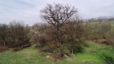 Bursa’da 400 yıllık çınar ağacını yaktılar!