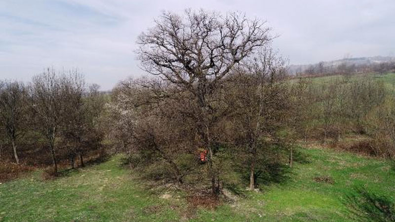 Bursa’da 400 yıllık çınar ağacını yaktılar!