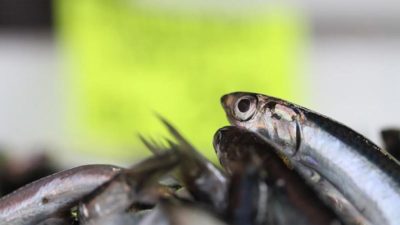 Hamsi sezonu kapanırken fiyatlar tavan yaptı