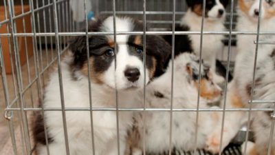 Pet hayvanlarının ülkeye girişi durduruldu