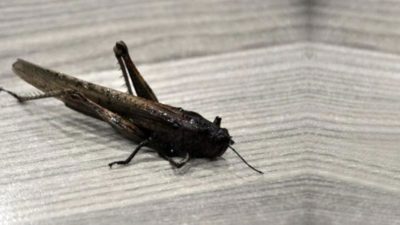 Geldi, gelecek derken istilacı çekirge Türkiye’de görüntülendi