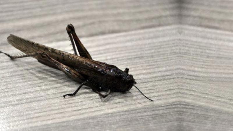 Geldi, gelecek derken istilacı çekirge Türkiye’de görüntülendi