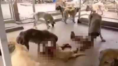 Corona virüsten sonra korkunç iddia: Köpekler birbirini yedi!