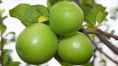 Yeşil eriğin fiyatı çeyrek altını geçti