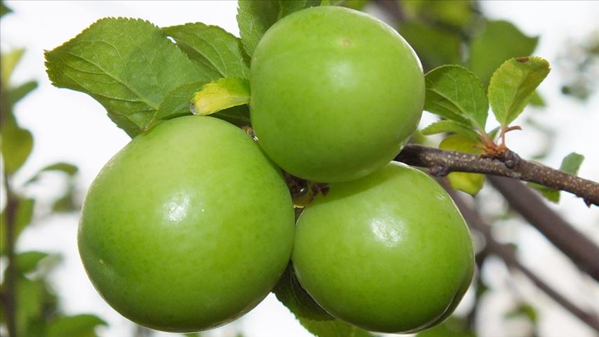 Yeşil eriğin fiyatı çeyrek altını geçti