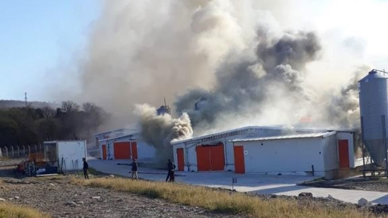 Bursa’da tavuk tesisinde yangın Bursa’nın Mustafakemalpaşa ilçesinde bir tavuk tesisinde çıkan yangın korku dolu