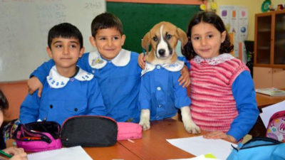Okullu köpek ‘Fındık’ yaşam mücadelesini kaybetti