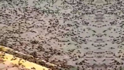 Herkes çekirge istilasını kilitlenmişken şimdi de karınca istilası başladı