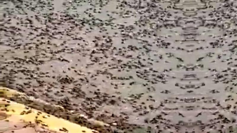 Herkes çekirge istilasını kilitlenmişken şimdi de karınca istilası başladı