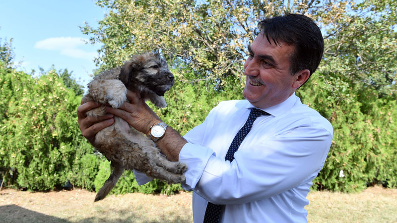 Sokak hayvanlarına 24 saat tedavi imkanı