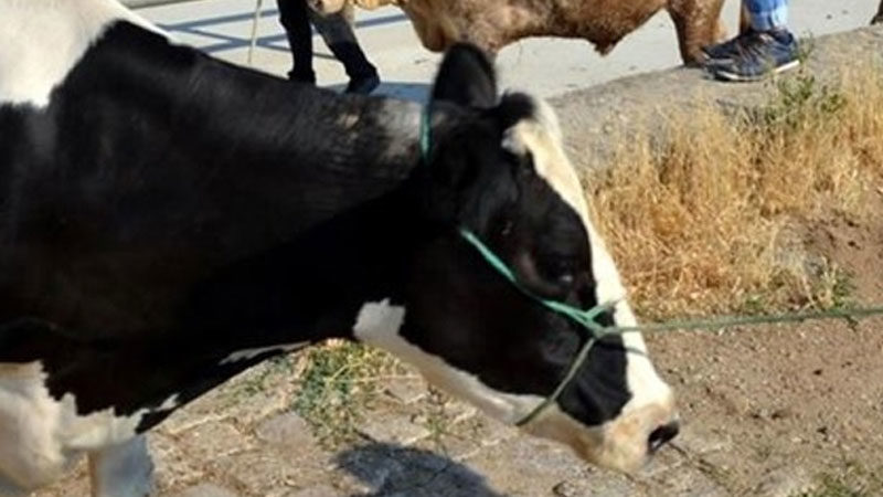 Bursa’nın Mustafakemalpaşa ilçesindeki şap karantinasının sona erdiği bildirildi.