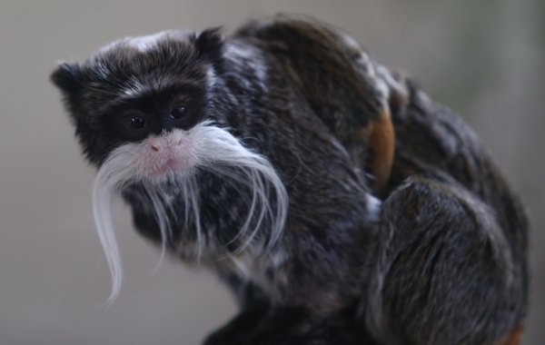 İmparator’un yavru sevinci… Görüntüler Bursa’dan…