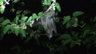 Dut ağaçlarına konan yarasalar korkuttu