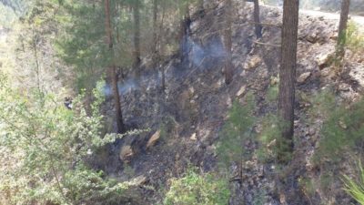 Ormanda korkunç olay! Feci şekilde can verdi