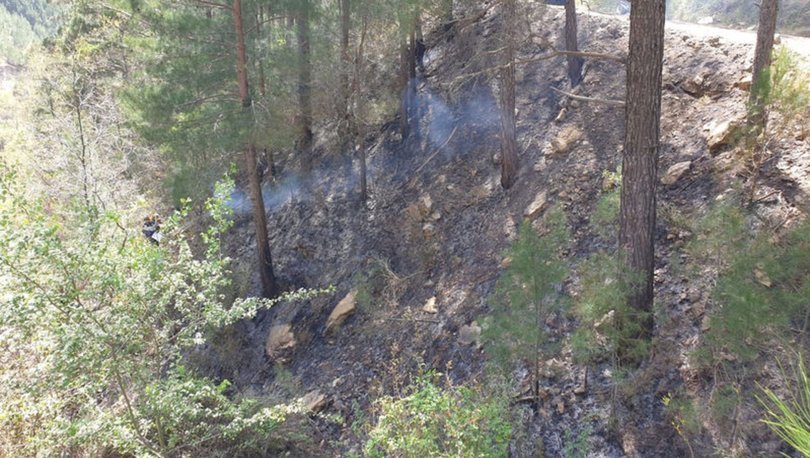 Ormanda korkunç olay! Feci şekilde can verdi Ormanda korkunç olay! Feci şekilde can verdi