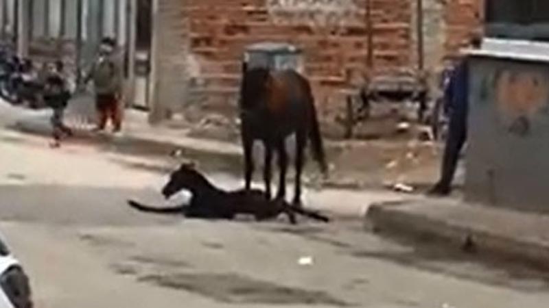 Bursa’da sokak ortasında doğum yaptı