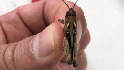 Çekirge istilası uyarısı: Önlemler alınmalı