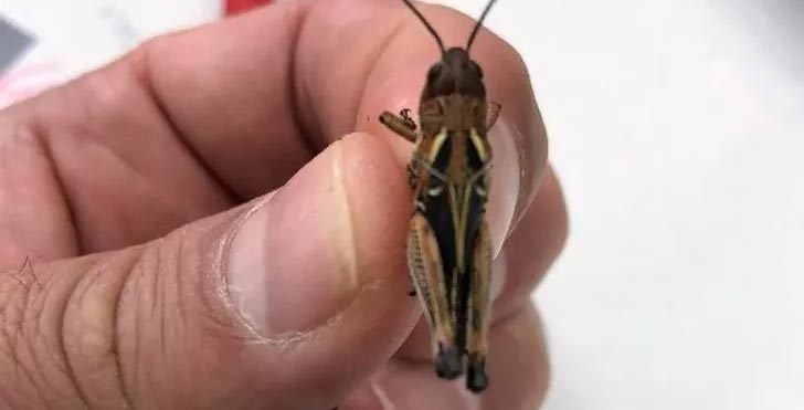 Çekirge istilası uyarısı: Önlemler alınmalı