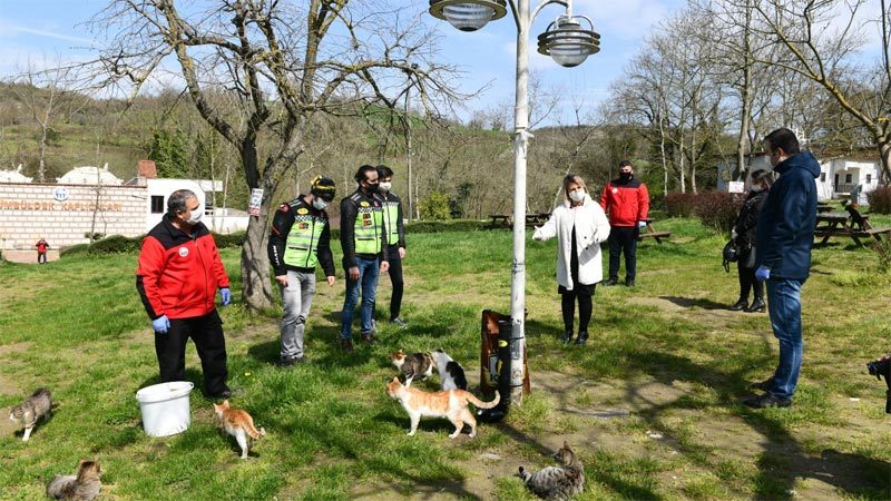 Mustafakemalpaşa Belediyesi korona virüsü nedeniyle yiyecek bulmakta zorlanan sokak hayvanları