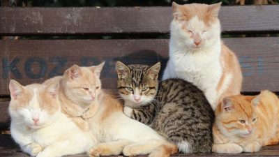 Bakanlık sokak hayvanları için harekete geçti