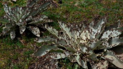 Korkutan görüntü! Mahalleye istila ettiler