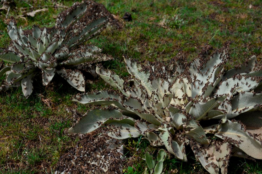 Korkutan görüntü! Mahalleye istila ettiler